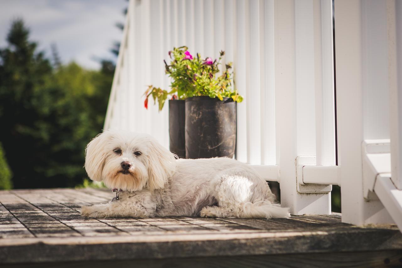 Abbie'S Garden Bed & Breakfast Grand Bank 外观 照片